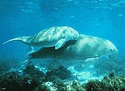 Dugong s mladunčem