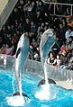 Dolphin show at Aquarium of Eno-shima. Spectacle de dauphin à l'Aquarium de Eno-shima.