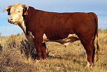 A Hereford bull, a breed of beef cattle