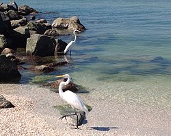 Egrets at Treasure Island, Florida