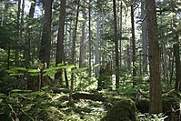 Northern Pacific coastal forests, a temperate evergreen rainforest