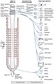 Autonomic nervous system, particularly illustrates parasympathetic fibers.