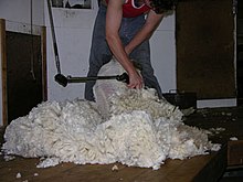 メリノ羊の毛刈り