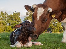 Cow caring for her newborn calf