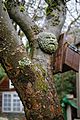 Green Man's face on an apple tree, Nuthurst