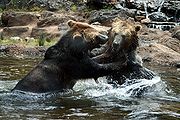 熊人（Ursus arctos），三藩市動物園