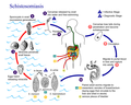 Thumbnail for Schistosomiasis vaccine