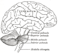 Scheme showing the connections of the several parts of the brain