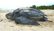 Thumbnail for Leatherback sea turtle
