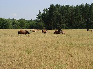 Criadero de caballos, en la provincia de Minsk.