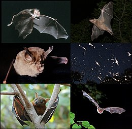 Different bat species.