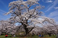 Yoshino cherry in Hitsujiyama park, Chichibu, Saitama.