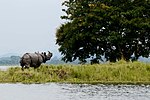 Thumbnail for Kaziranga National Park