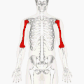 Position of humerus (shown in red). Animation.