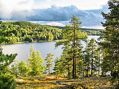 Forest, Finland