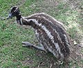 Emoe-kuiken