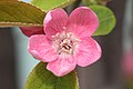 P. sinensis, cvijet