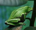 Giant leaf frog, Phyllomedusa bicolor