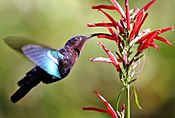 Hummingbird visiting a flower for nectar