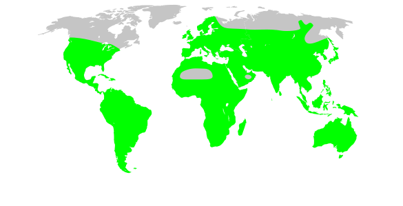File:Solanaceae map.svg