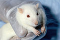 Mammifère : Rat surmulot (Rattus norvegicus).