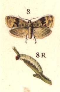 Illustration montrant une chenille et un adulte de cochylis.