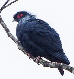 File:Madagascar Blue Pigeon - Andasibè - Madagascar S4E7924 (15102527167) (cropped).jpg