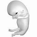 Fetus at 8 weeks after fertilization (gestational age of 10 weeks)