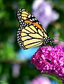Monarch butterfly feeding on a Buddleja flower, Connecticut, United States