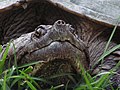 Common snapping turtle, Chelydra serpentina