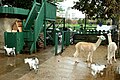 Farm yard with animals