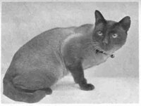 Wankee, born in 1895 in Hong Kong, became the first UK Siamese champion in 1898.