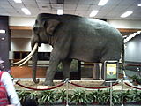 大象林旺嘅標本，台北市立動物園