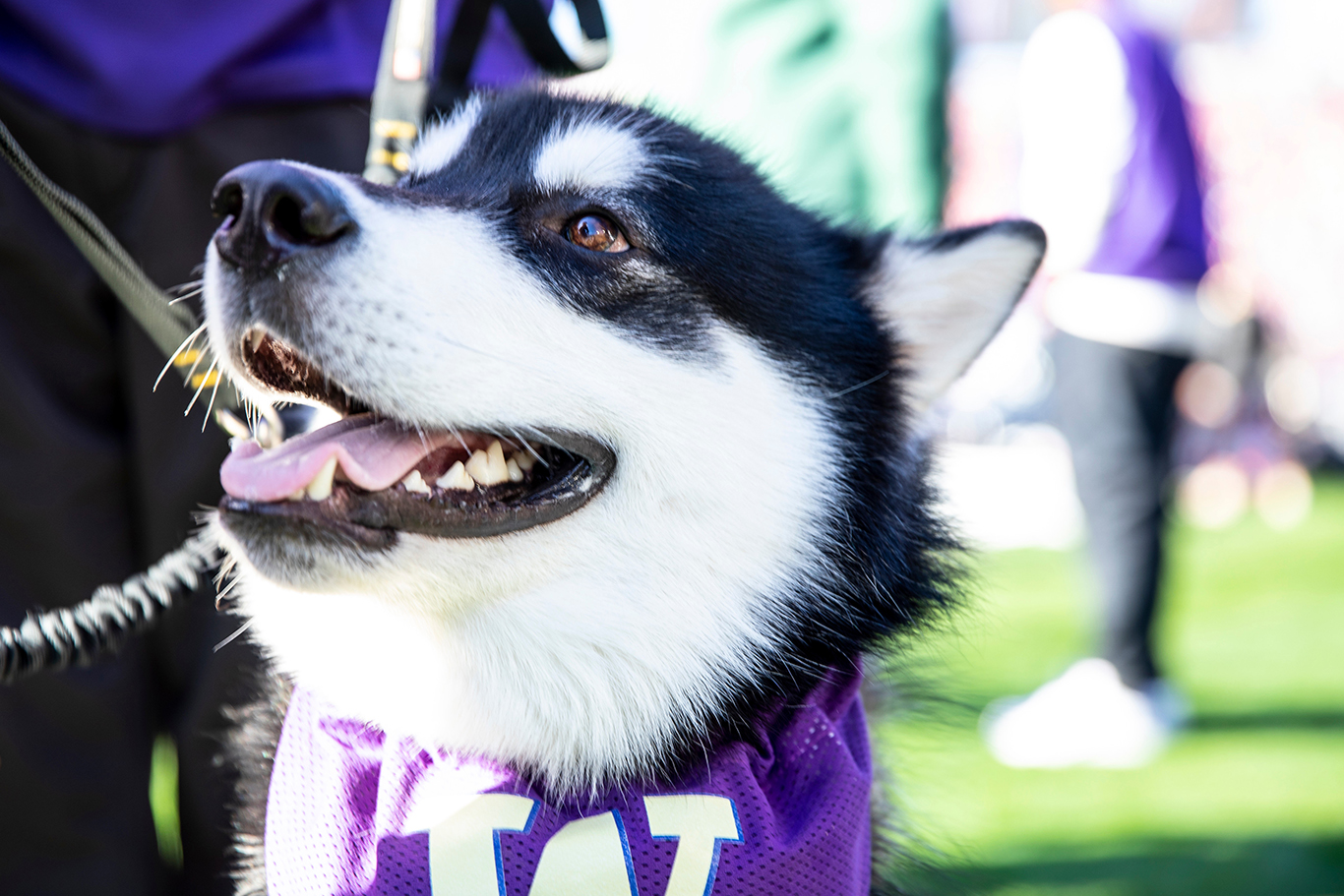 A student cheering on the Huskies at the University of Washington v. Stanford University football game!