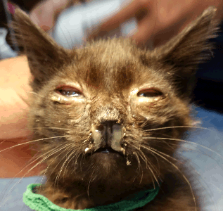 A brown cat that is ill and has severe nasal discharge.