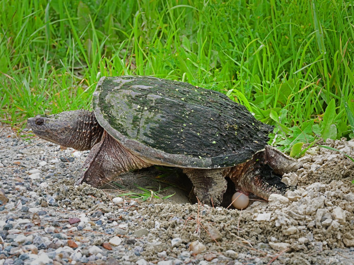 ‘They know where they’re going’: Watch out for turtles on the roadways  