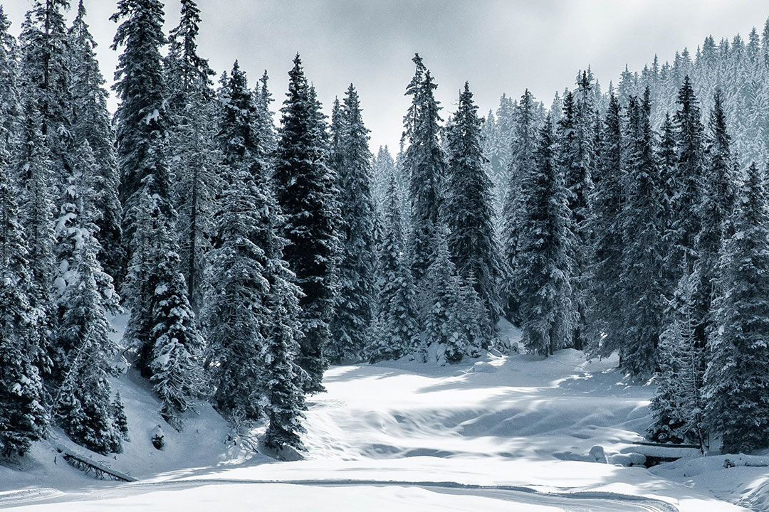 a landscape shot of the expansive evergreen tree forests that surround the Waldhaus Flims resort. The trees go out as far as the eye can see and the deep green needles are covered in a dusting of snow. The sky above is a deep gray with white fluffy clouds weaving between the trees.