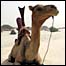 Camel at the Festival in the Desert, Mali