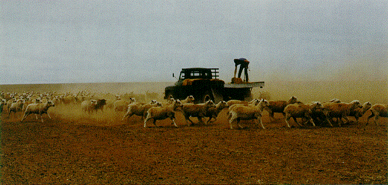 Drought Image (sheep being fed), courtesy of the Department of Foreign Affairs and Trade