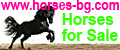 BEC - Balkan Equestrian center. Horses for sale in Bulgaria. Breeding and training sport horses