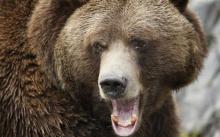Bear - The bear market has a way to go