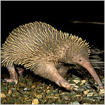 Brainy Echidna Proves Looks Aren’t Everything