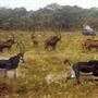 This undated file photo shows one of the last remaining images of Angola's giant sable antelope, last seen 30 years ago before the country's civil war. A South African-led expedition including the scientist Richard Estes who took the picture 30 years ago, has found Angola's elusive and graceful giant sable antelope that was believed to be extinct.