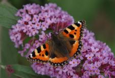 The small tortoiseshell is widespread and common in many gardens in spring and autumn, often in large numbers