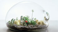 The terrarium is back, revived for a new generation