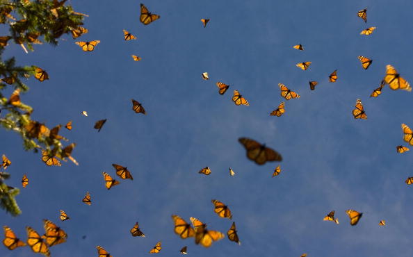 Oh my gosh that's a lot of butterflies!
