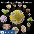 Amazing pollen pictures