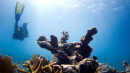 Hi-Res Photos: Volunteers grow coral to restore reefs
