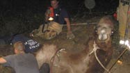 Firefighters dig 1,500-pound camel out of sinkhole