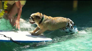 Nation's First Water Park for Dogs Opens in L.A.